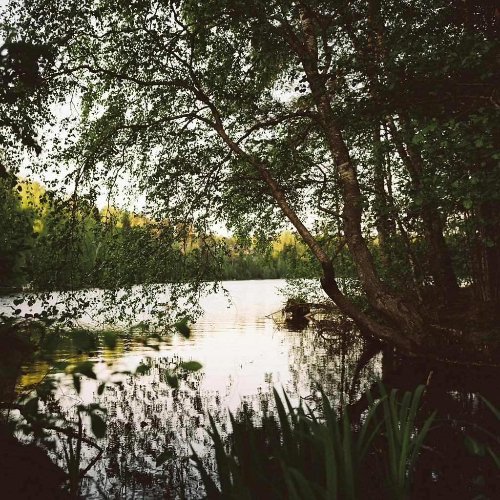 A lake in the middle of a forest.