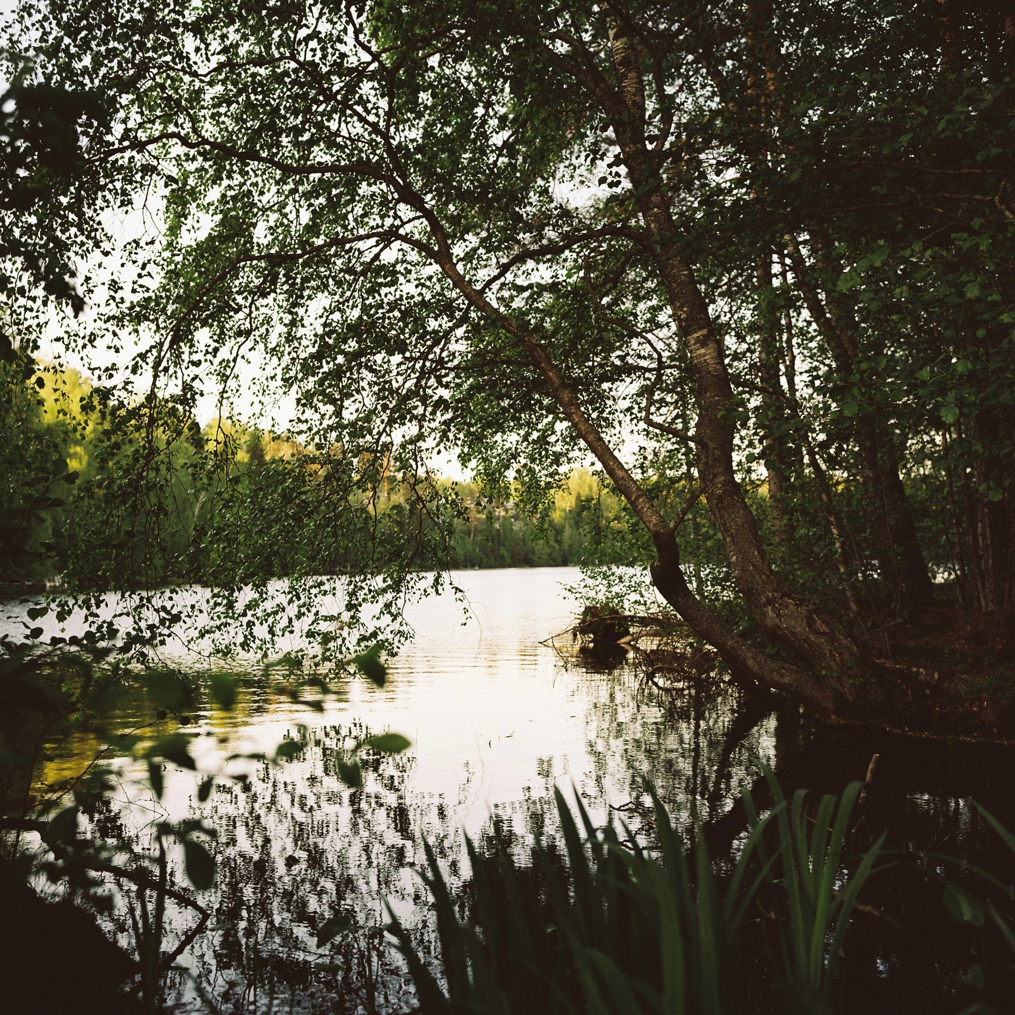 A lake in the middle of a forest.