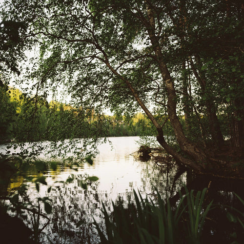 A lake in the middle of a forest.