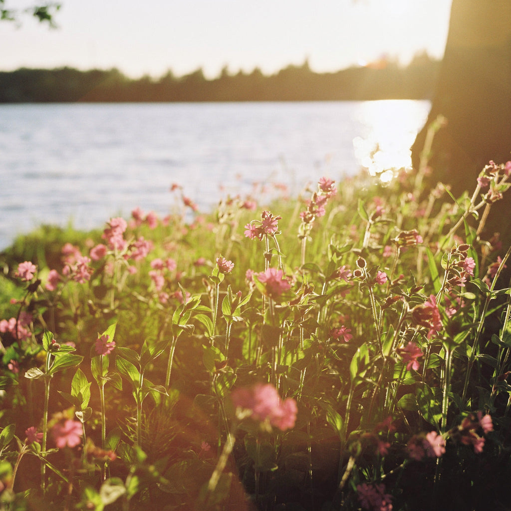 A close-up of flowers in the sun with water and trees in the background.
