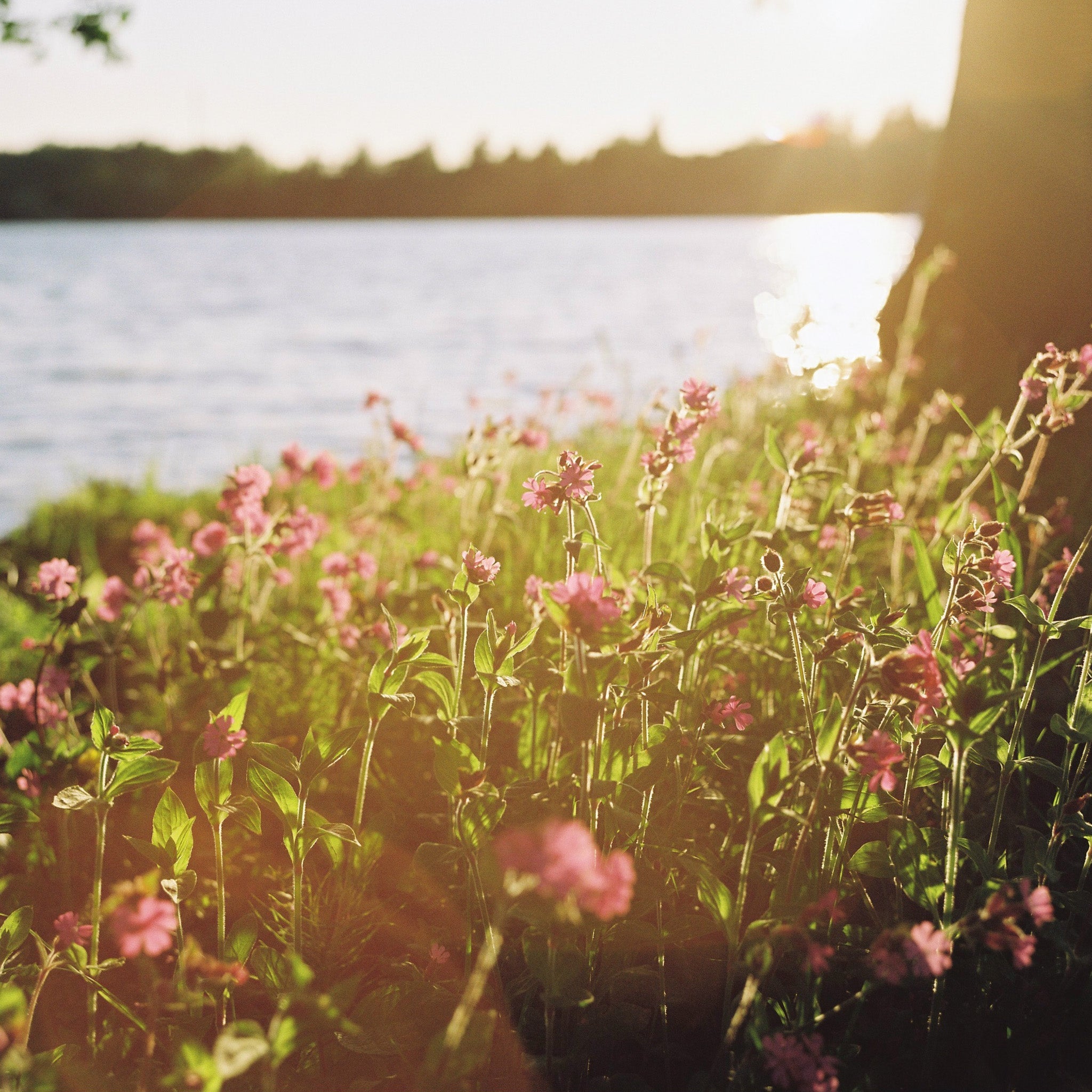 A close-up of flowers in the sun with water and trees in the background.