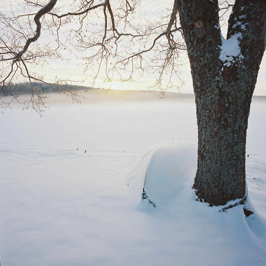 A tree in the foreground and a frozen lake and some forest on the background.
