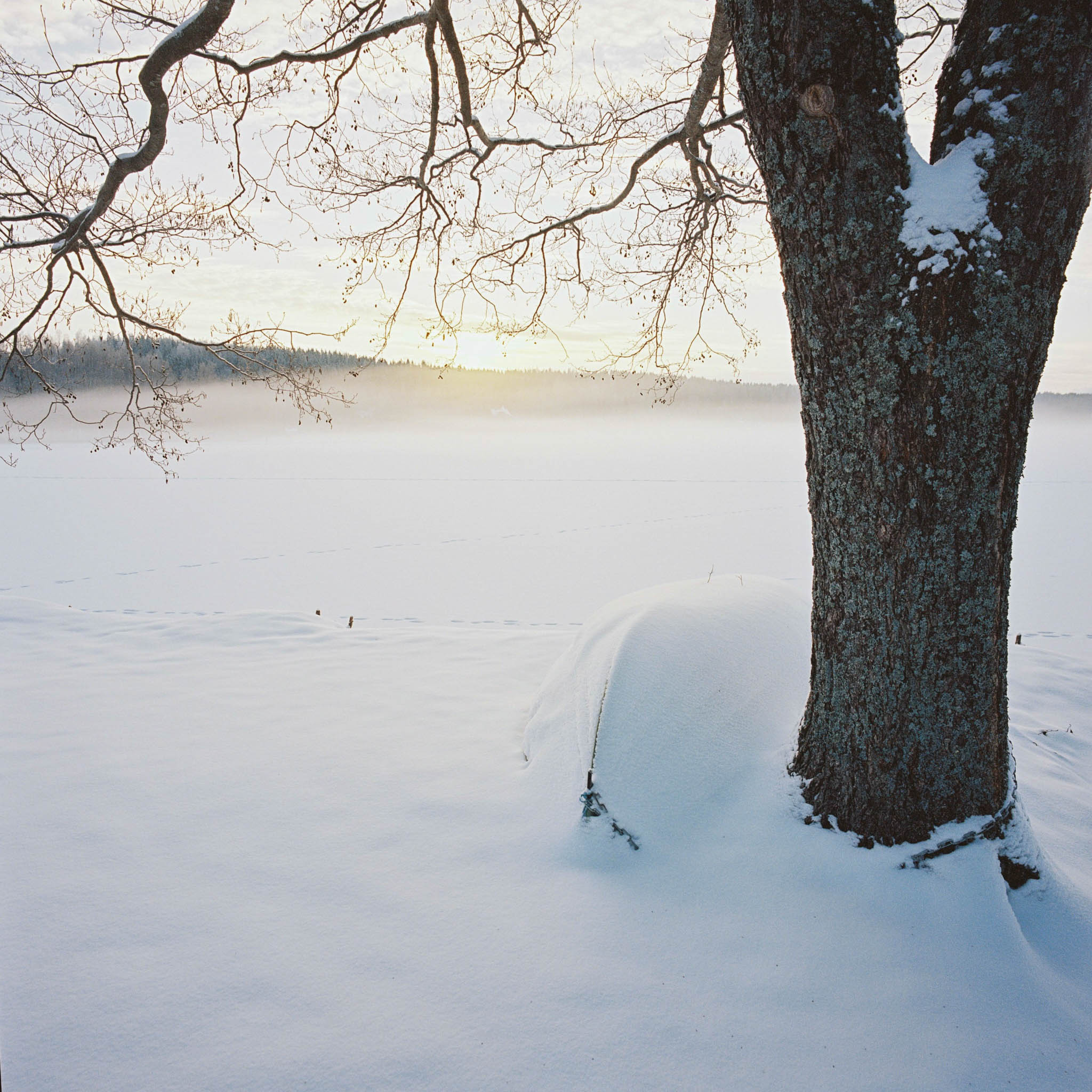 A tree in the foreground and a frozen lake and some forest on the background.
